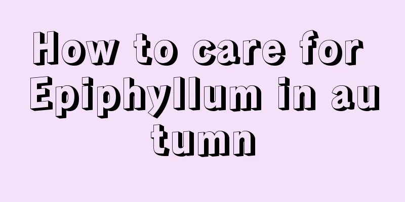 How to care for Epiphyllum in autumn