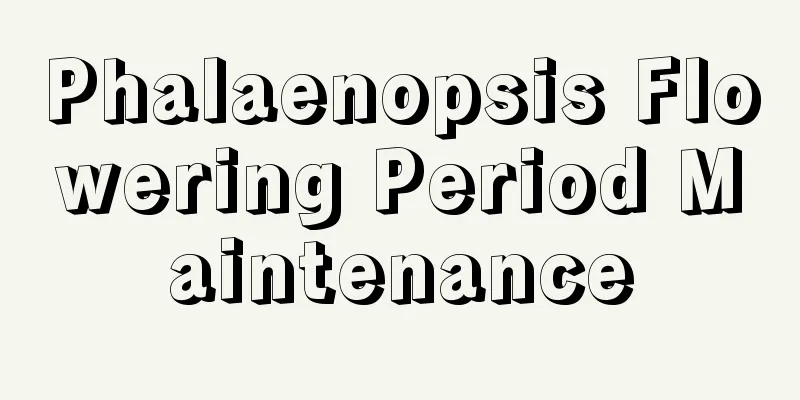 Phalaenopsis Flowering Period Maintenance