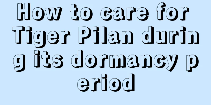 How to care for Tiger Pilan during its dormancy period