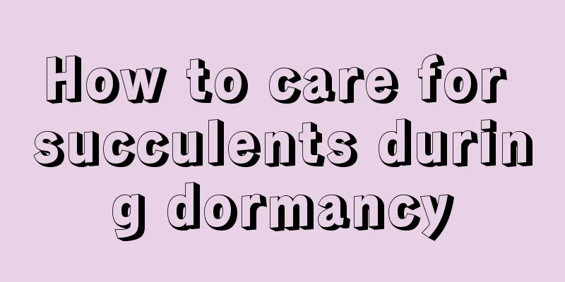 How to care for succulents during dormancy