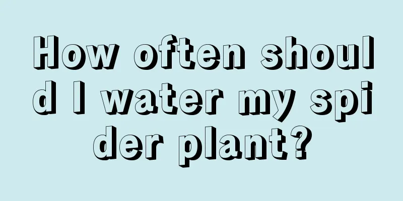 How often should I water my spider plant?