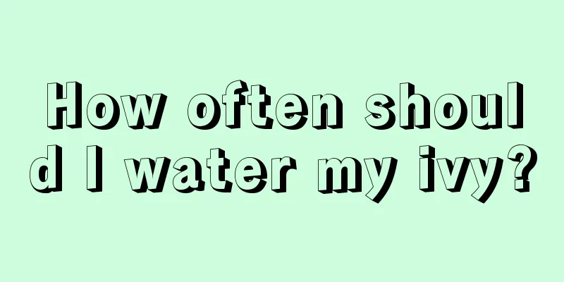 How often should I water my ivy?