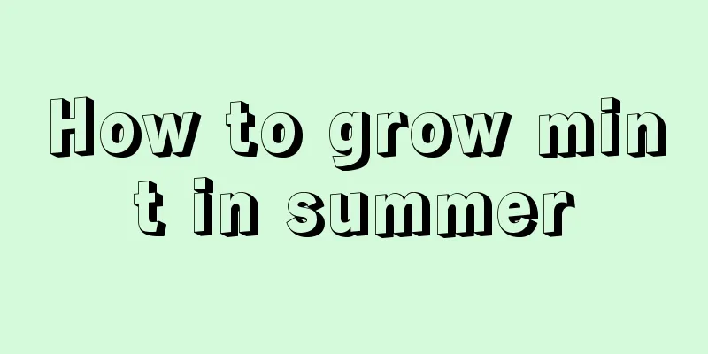 How to grow mint in summer