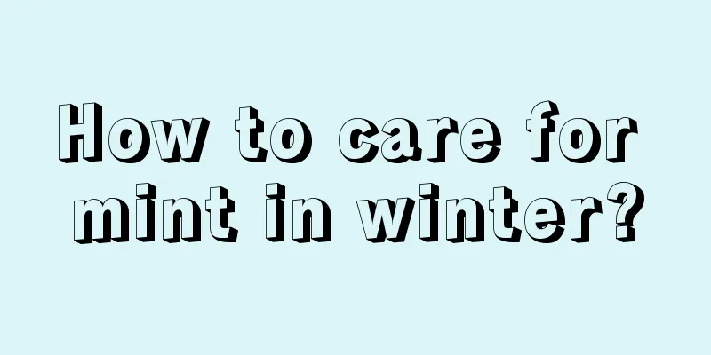 How to care for mint in winter?