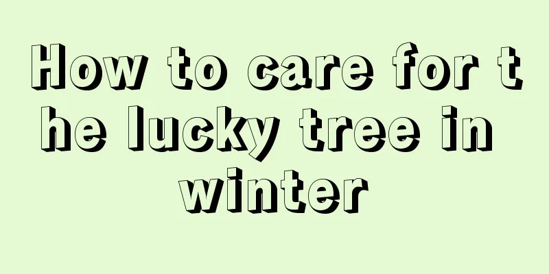 How to care for the lucky tree in winter