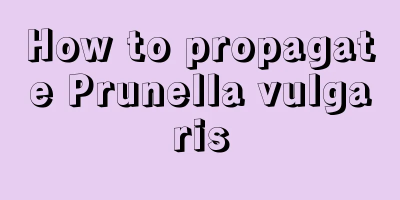 How to propagate Prunella vulgaris