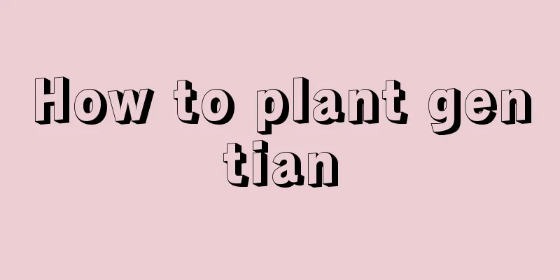 How to plant gentian