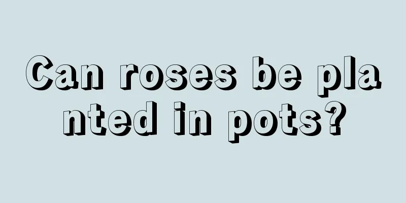 Can roses be planted in pots?