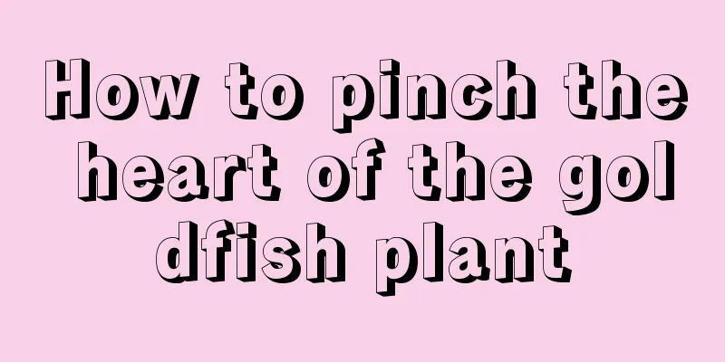 How to pinch the heart of the goldfish plant