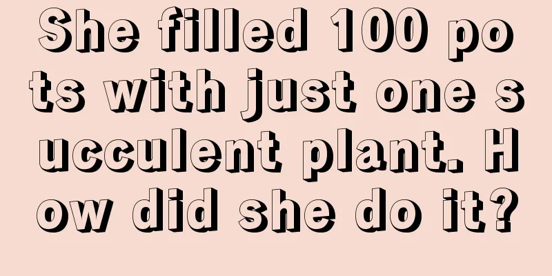 She filled 100 pots with just one succulent plant. How did she do it?