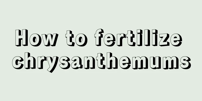 How to fertilize chrysanthemums