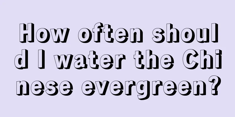 How often should I water the Chinese evergreen?