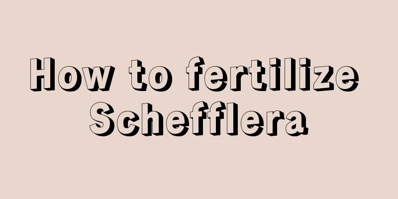 How to fertilize Schefflera