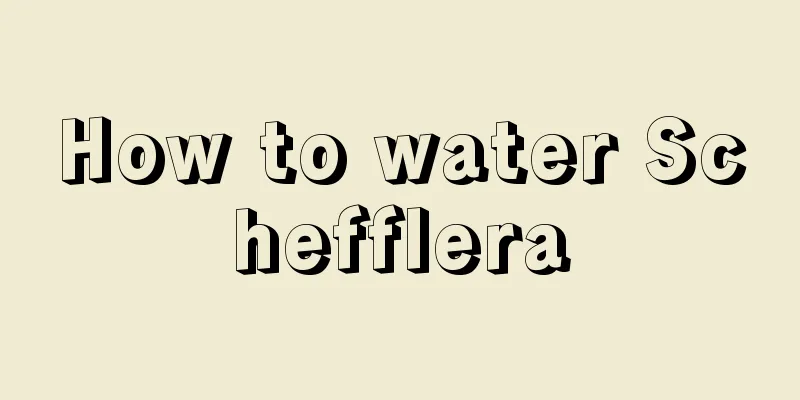 How to water Schefflera