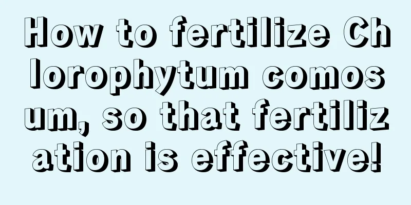 How to fertilize Chlorophytum comosum, so that fertilization is effective!