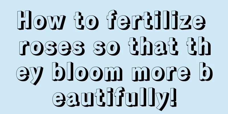 How to fertilize roses so that they bloom more beautifully!