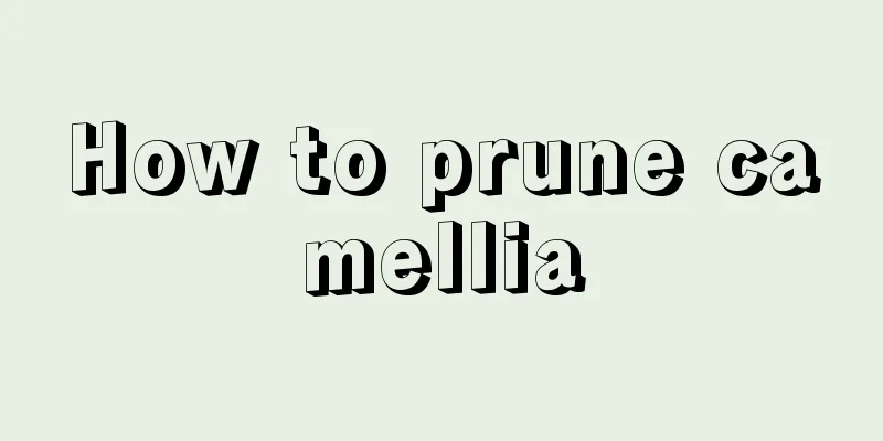 How to prune camellia