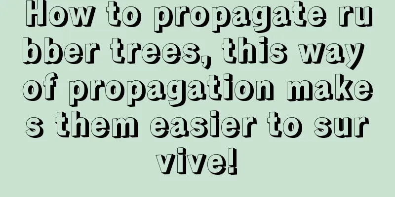 How to propagate rubber trees, this way of propagation makes them easier to survive!