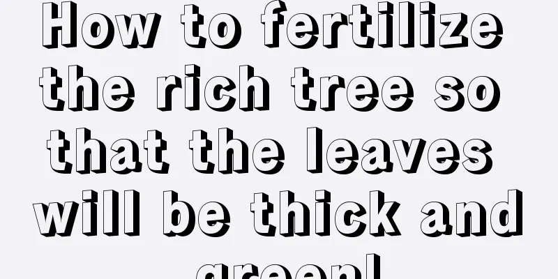 How to fertilize the rich tree so that the leaves will be thick and green!