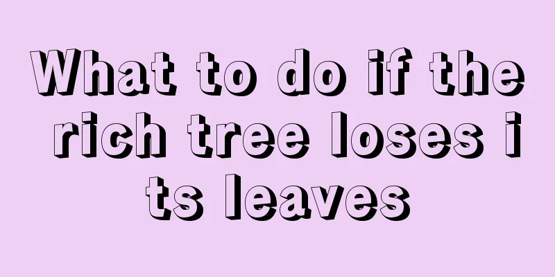 What to do if the rich tree loses its leaves