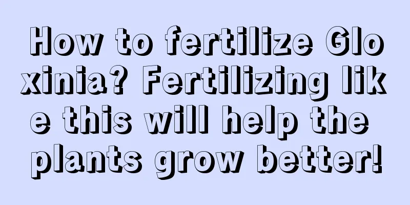 How to fertilize Gloxinia? Fertilizing like this will help the plants grow better!