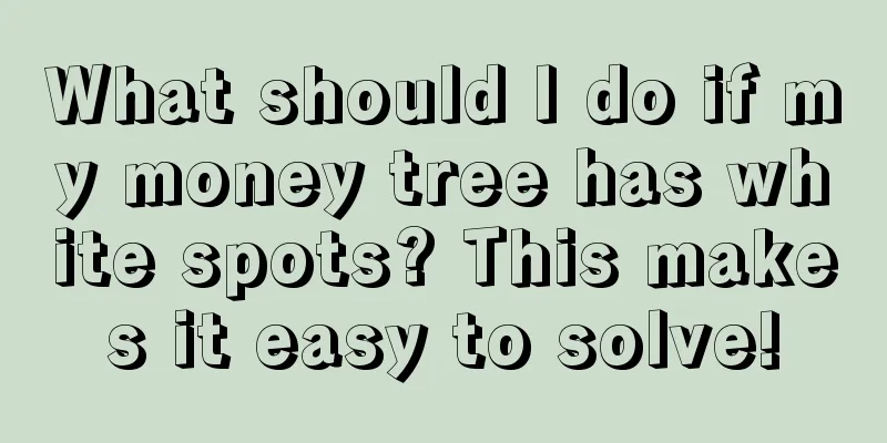 What should I do if my money tree has white spots? This makes it easy to solve!