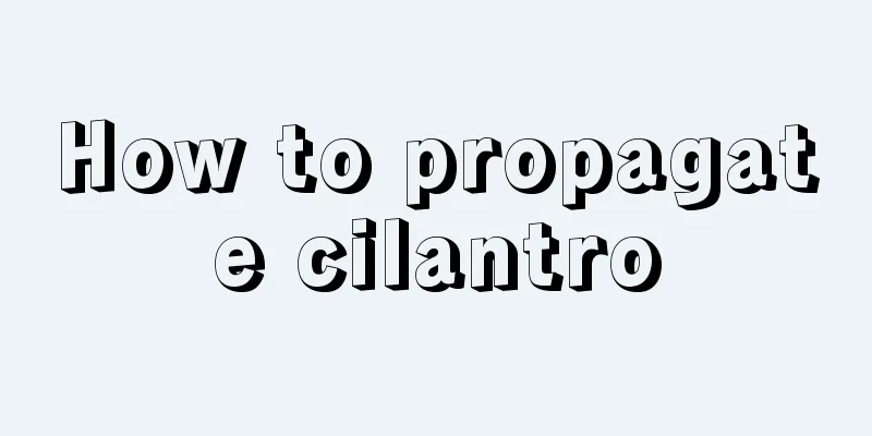 How to propagate cilantro