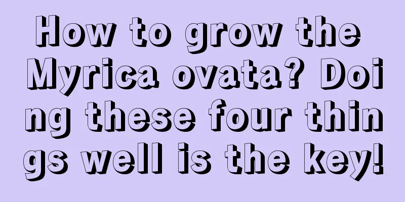 How to grow the Myrica ovata? Doing these four things well is the key!