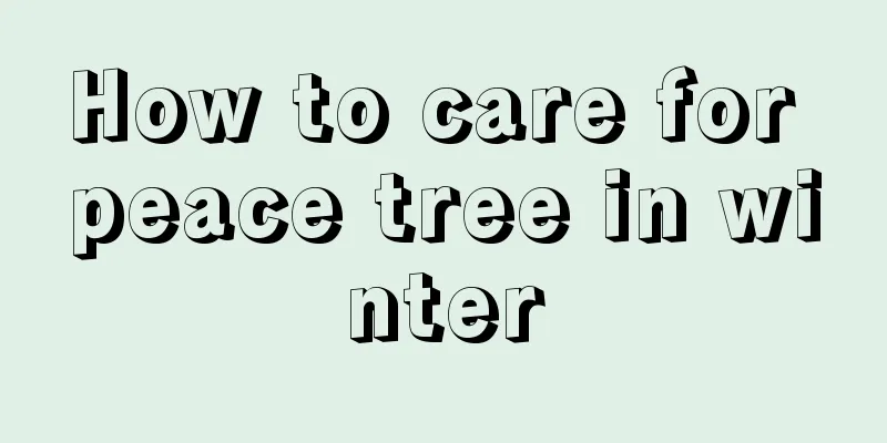 How to care for peace tree in winter