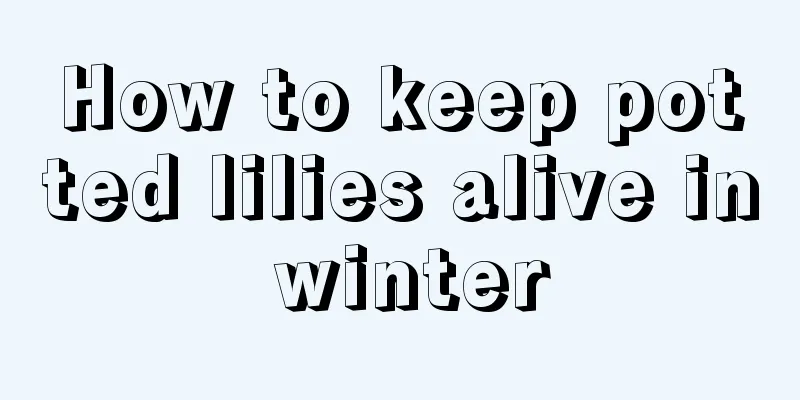 How to keep potted lilies alive in winter