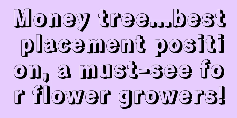 Money tree...best placement position, a must-see for flower growers!