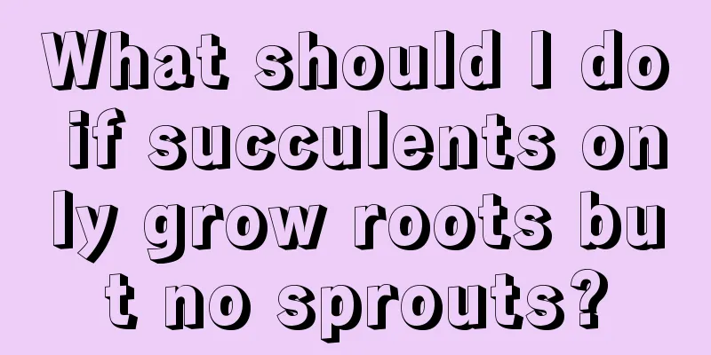 What should I do if succulents only grow roots but no sprouts?