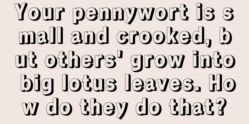 Your pennywort is small and crooked, but others' grow into big lotus leaves. How do they do that?