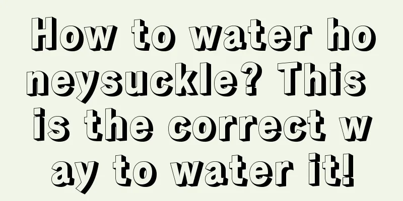 How to water honeysuckle? This is the correct way to water it!