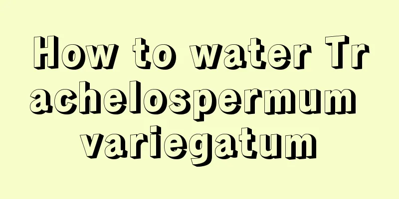 How to water Trachelospermum variegatum