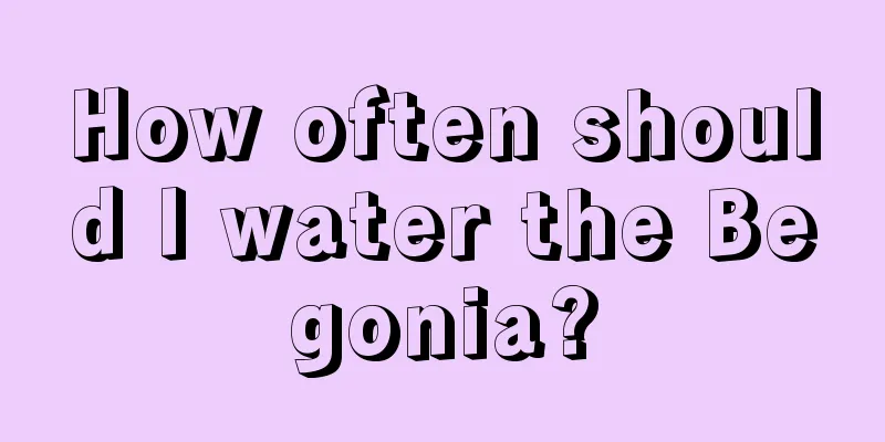 How often should I water the Begonia?