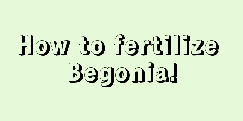 How to fertilize Begonia!