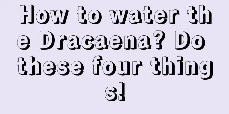 How to water the Dracaena? Do these four things!