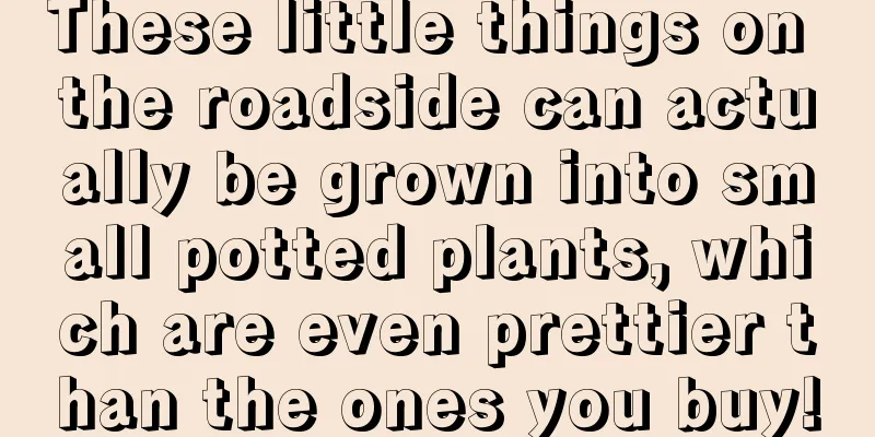 These little things on the roadside can actually be grown into small potted plants, which are even prettier than the ones you buy!