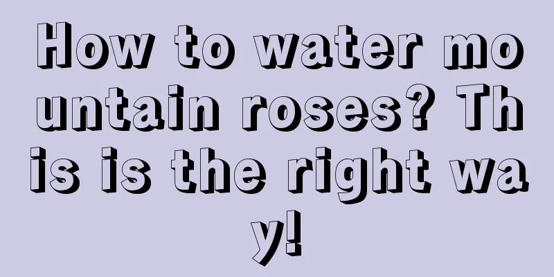 How to water mountain roses? This is the right way!