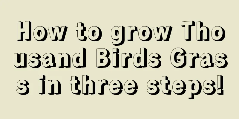 How to grow Thousand Birds Grass in three steps!