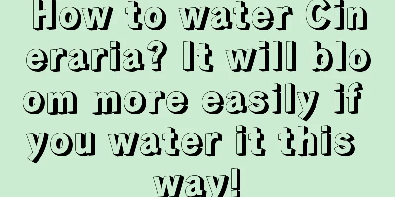 How to water Cineraria? It will bloom more easily if you water it this way!