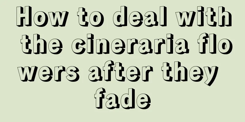 How to deal with the cineraria flowers after they fade