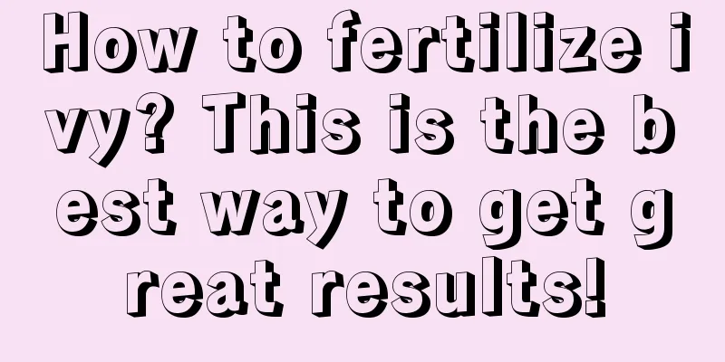 How to fertilize ivy? This is the best way to get great results!