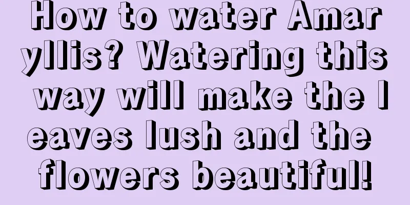 How to water Amaryllis? Watering this way will make the leaves lush and the flowers beautiful!