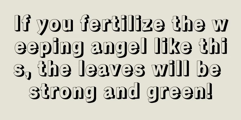 If you fertilize the weeping angel like this, the leaves will be strong and green!