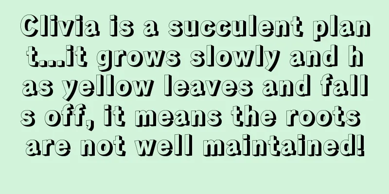 Clivia is a succulent plant...it grows slowly and has yellow leaves and falls off, it means the roots are not well maintained!