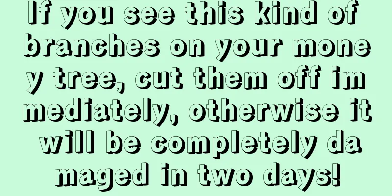 If you see this kind of branches on your money tree, cut them off immediately, otherwise it will be completely damaged in two days!