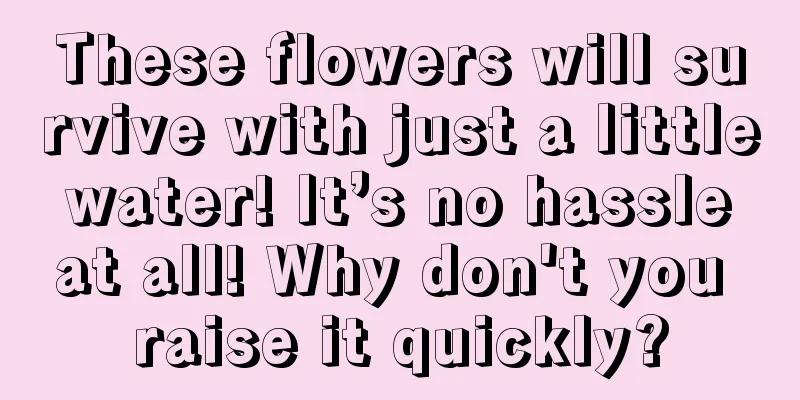 These flowers will survive with just a little water! It’s no hassle at all! Why don't you raise it quickly?