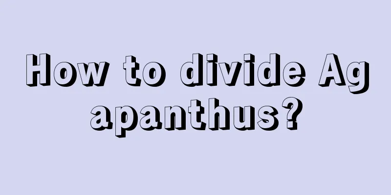 How to divide Agapanthus?